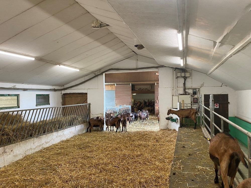 Ledvance luminaire LED étanche 1500mm 50W 4000K 6500 lumens IP67 IK06 Blanc froid montage en surface