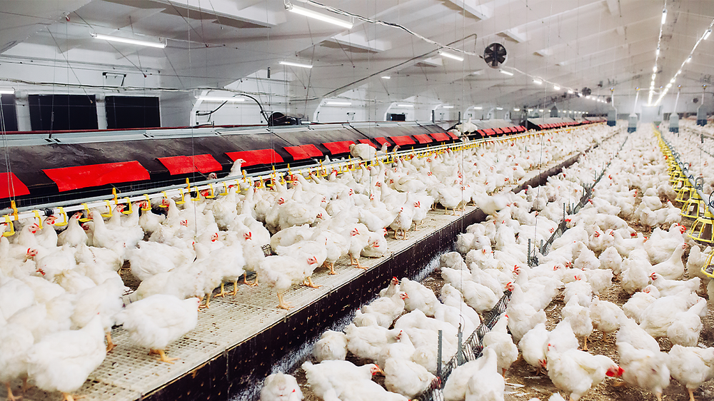 Philips CoreLine WT210C LED waterproof light, 39W 4000K 5000 lumens, IP68 IK10, 1315mm polycarbonate housing